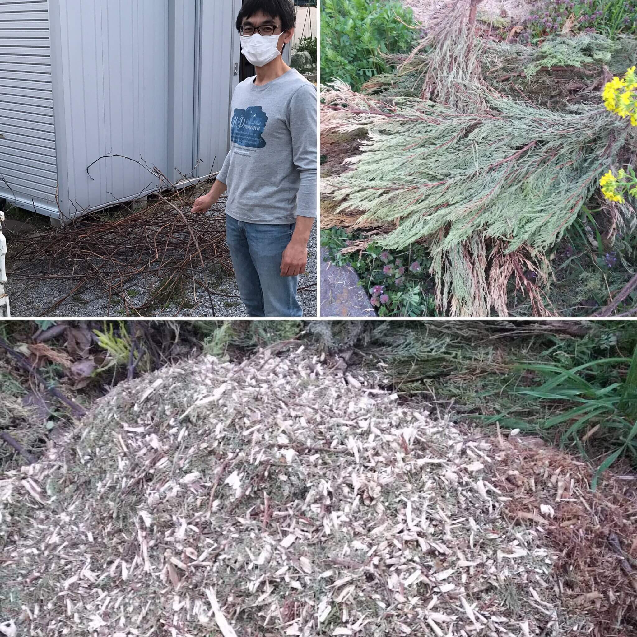 4か月でここまでウッドチップの堆肥化が進みました 特定非営利活動法人グリーンリサイクル埼玉
